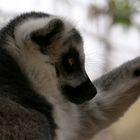 lemur catta