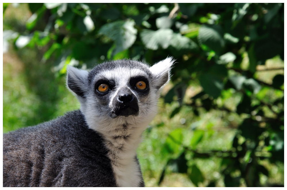 Lemur catta - Allwetterzoo Muenster