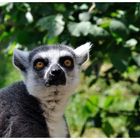 Lemur catta - Allwetterzoo Muenster