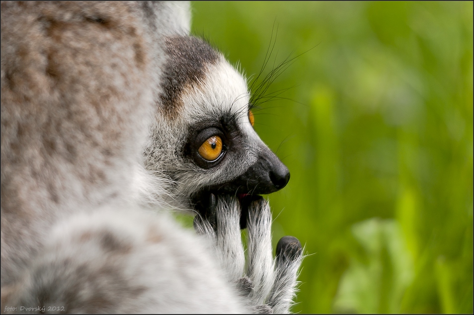 Lemur catta