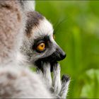 Lemur catta