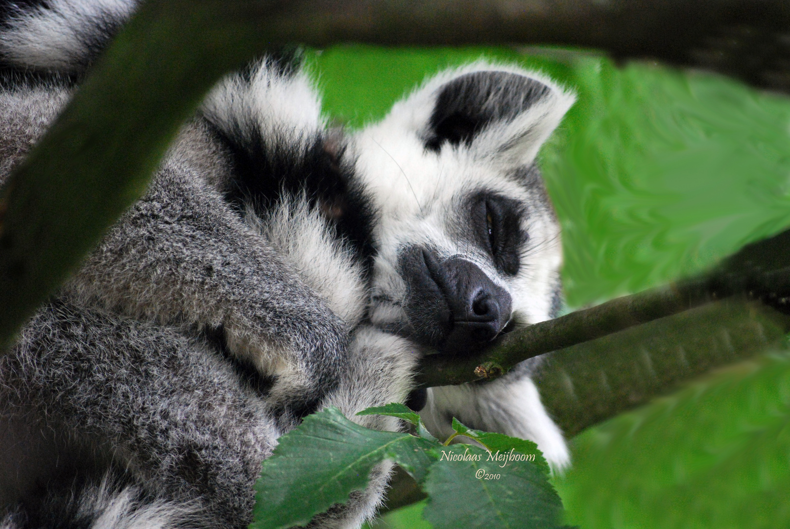 Lemur Catta. Erst mal ein Nickerchen!