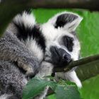 Lemur Catta. Erst mal ein Nickerchen!