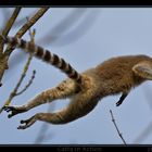 Lemur catta in Action