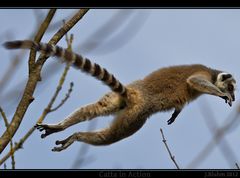 Lemur catta in Action