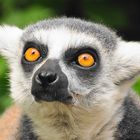 Lemur catta is watching you