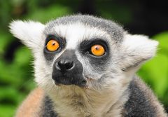 Lemur catta is watching you