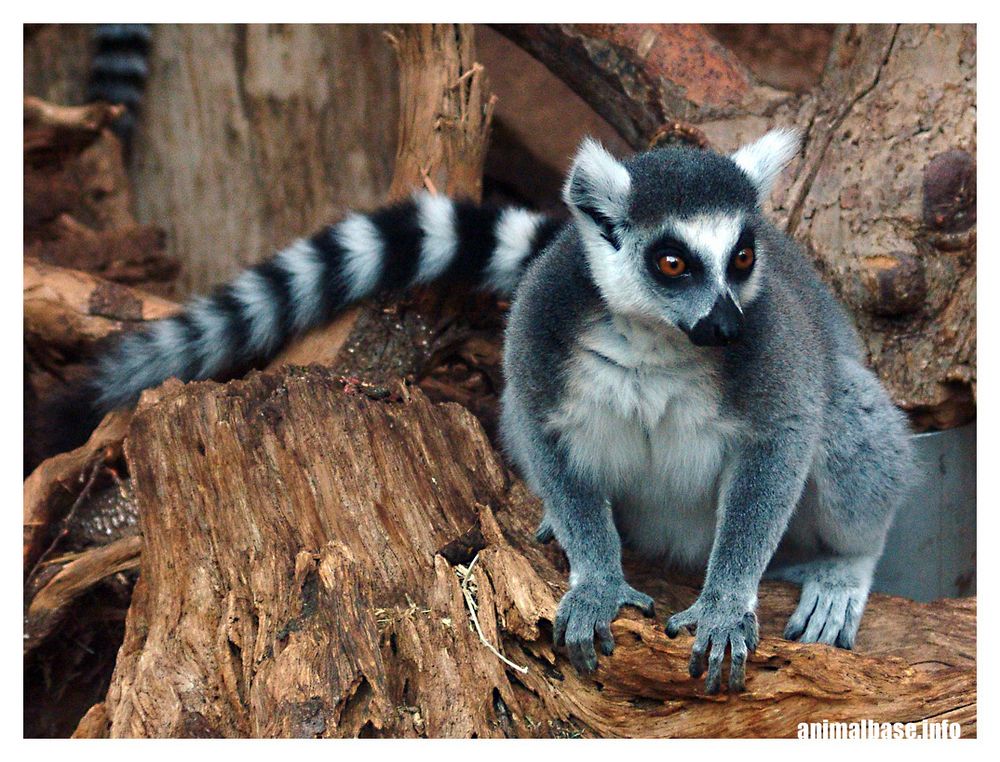 Lemur catta - Katta