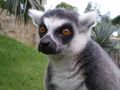 LEMUR