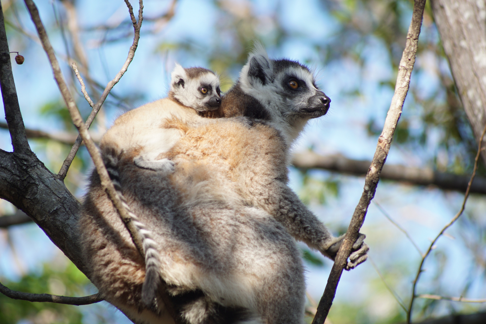 Lemur Catta mit Baby