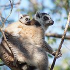 Lemur Catta mit Baby