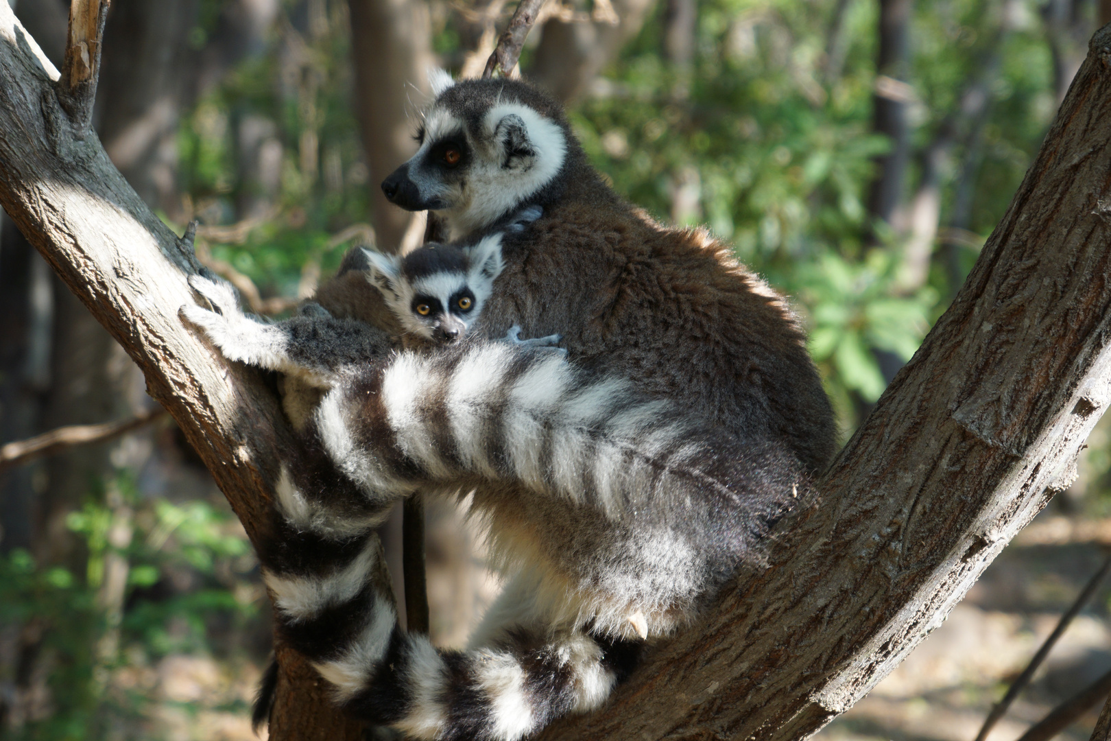 Lemur Catta Weibchein mit Baby