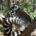 Lemur Catta Weibchein mit Baby