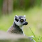 Lemur