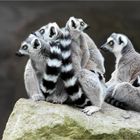 Lemur Cluster