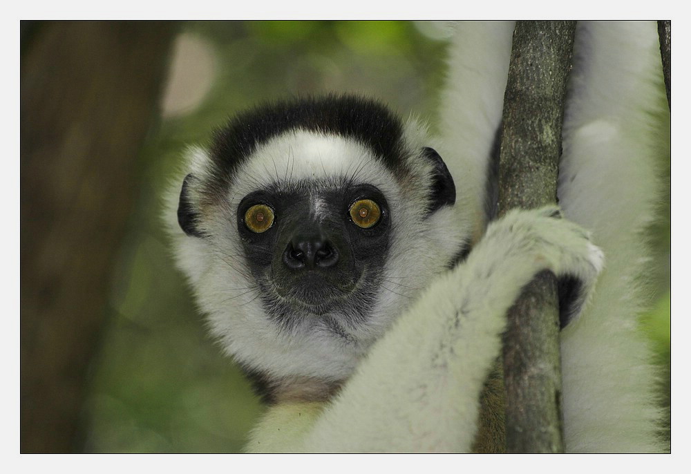 Lemur