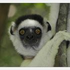 Lemur