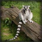 lemur