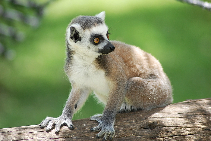 Lemur