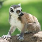 Lemur