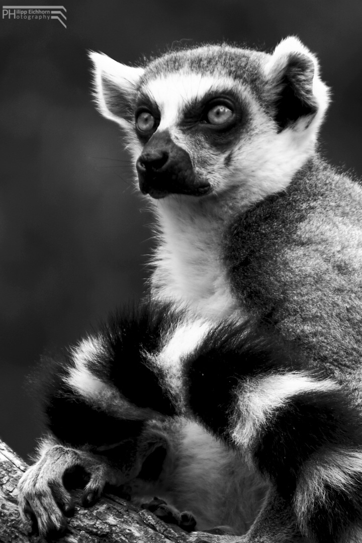 Lemur