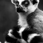 Lemur