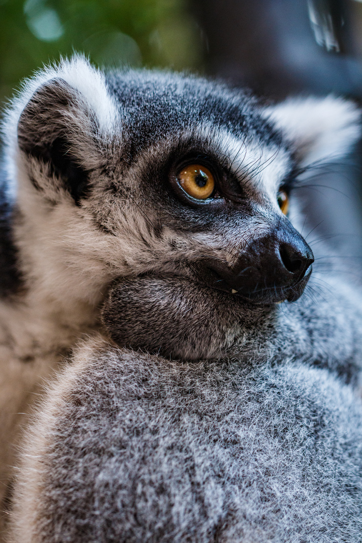 Lemur