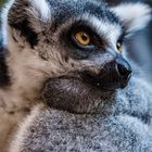 Lemur