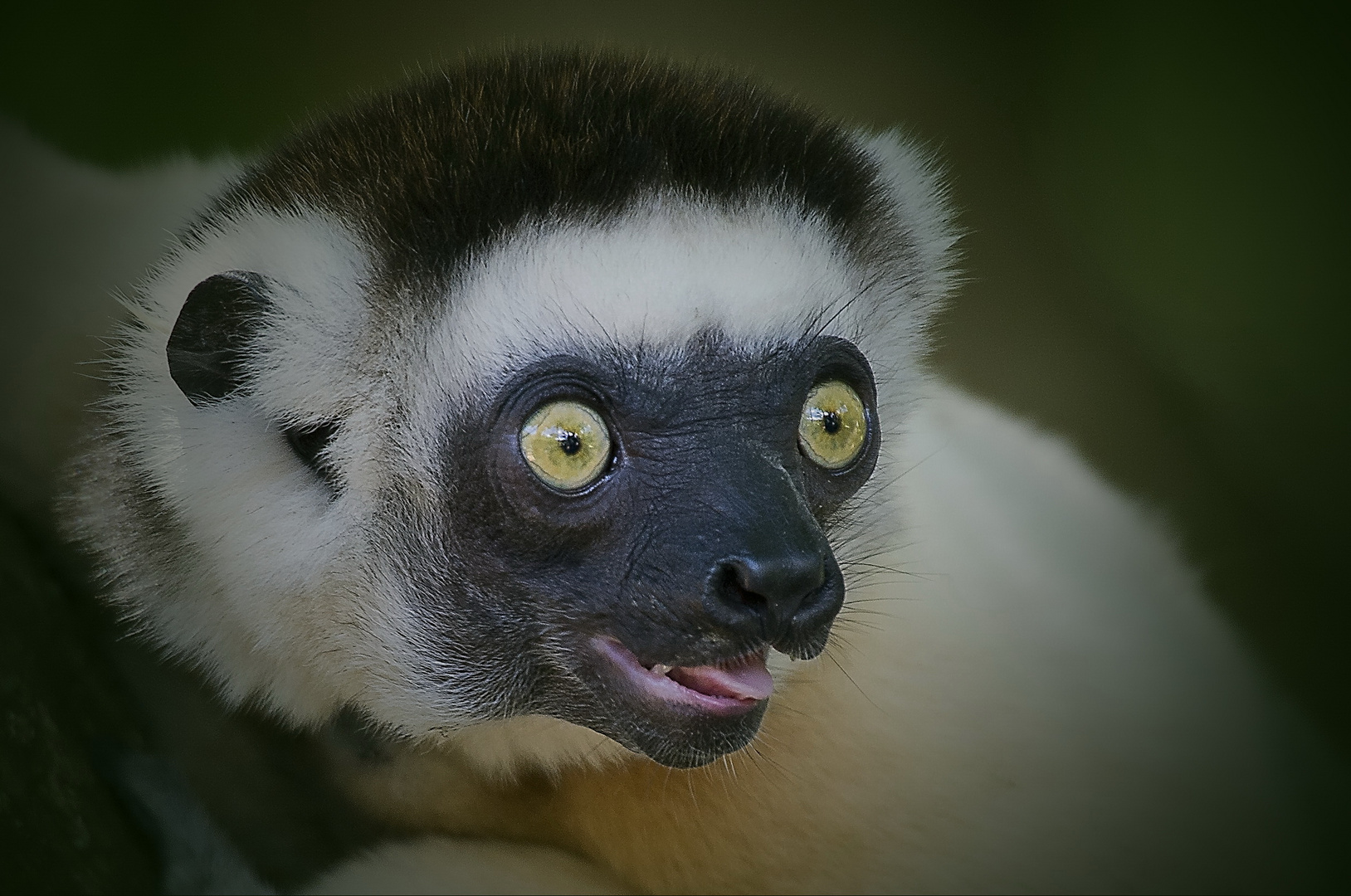 Lemur