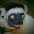 Lemur