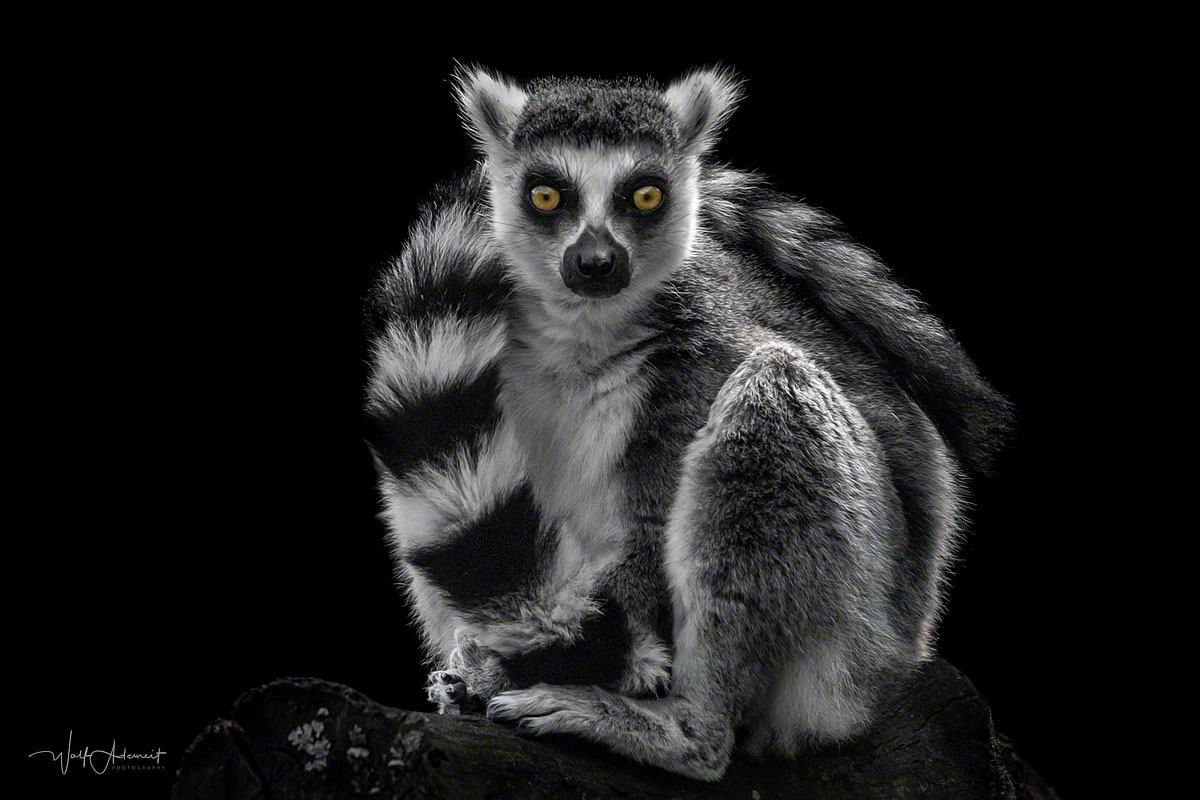 lemur