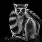 lemur