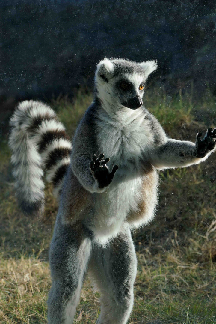 Lemur