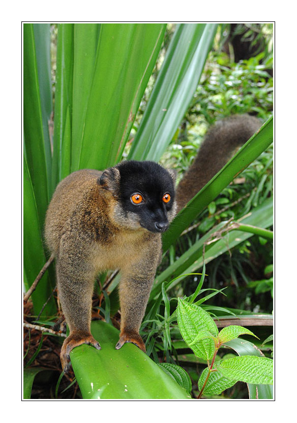 Lemur