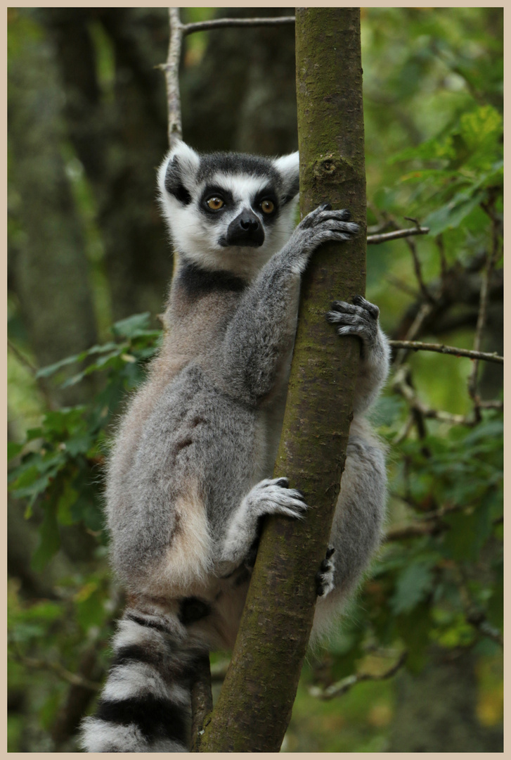 lemur