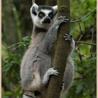 lemur