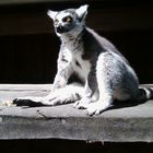 Lemur - ganz entspannt