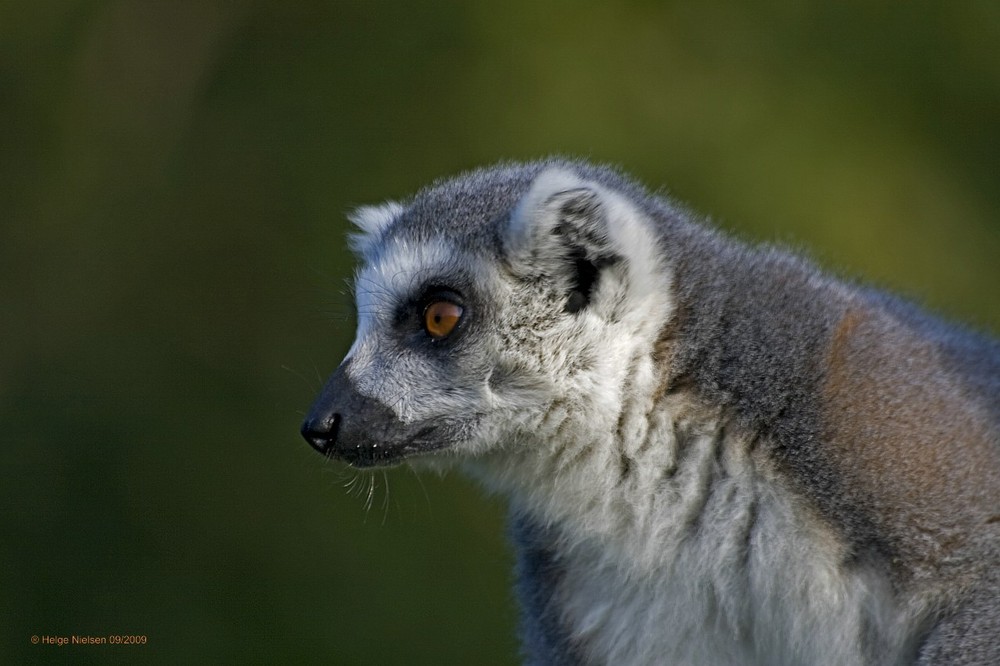 Lemur (Halbaffe)