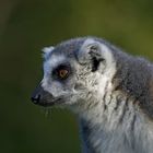 Lemur (Halbaffe)