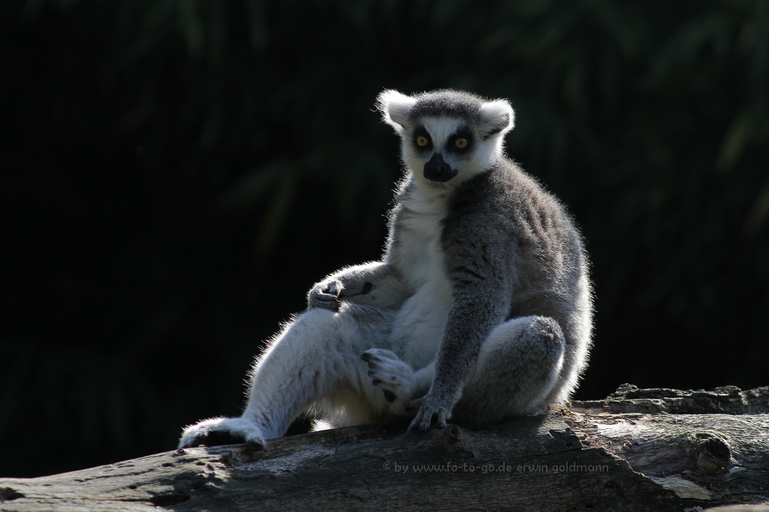 Lemur im Duisburger Zoo