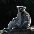 Lemur im Duisburger Zoo