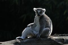 Lemur im Duisburger Zoo