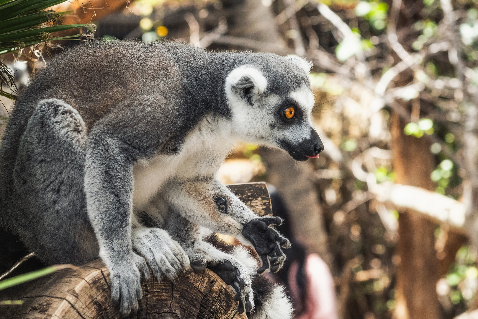 Lemur im feurigen Blick