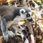 Lemur im feurigen Blick