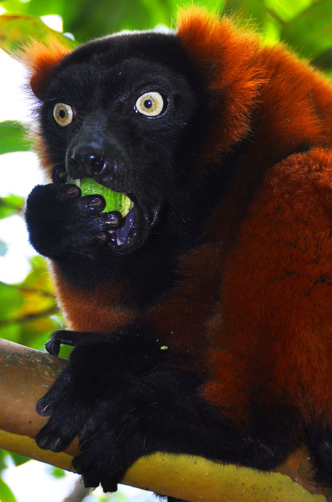 Lemur in der Masoala-Halle Zürich