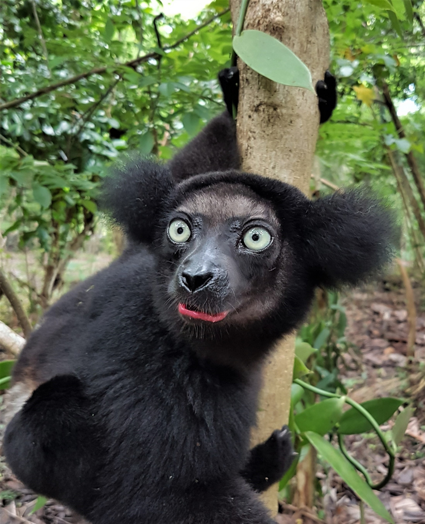 Lemur in Madagaskar