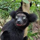 Lemur in Madagaskar