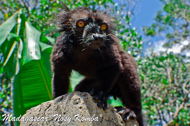 Lemur in madagaskar