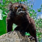 Lemur in madagaskar