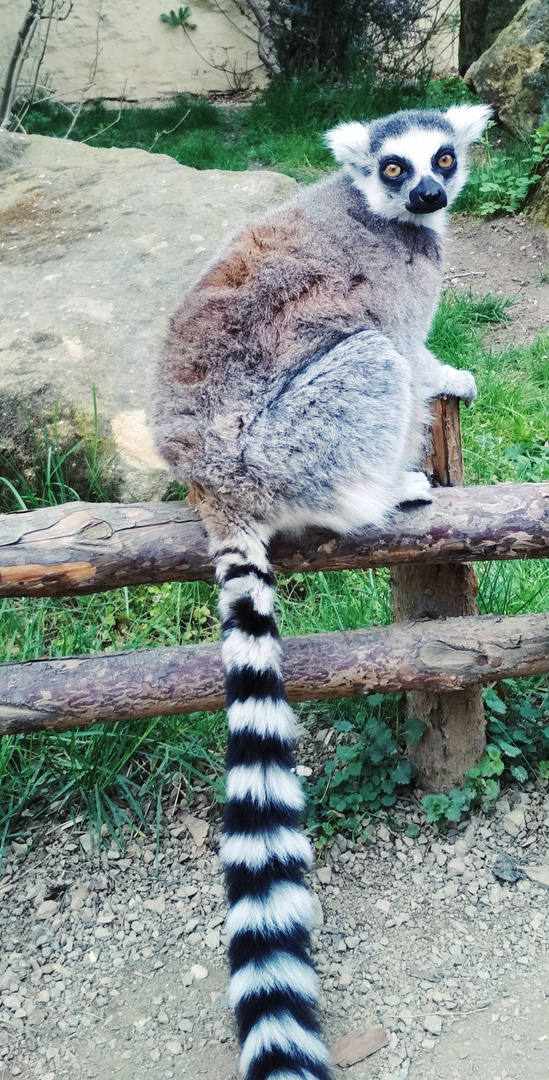 Lemur in Pilsen Zoo